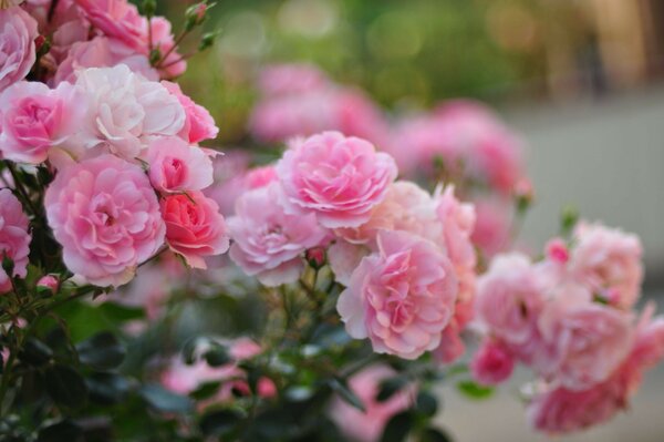 Blooming flowers close-up