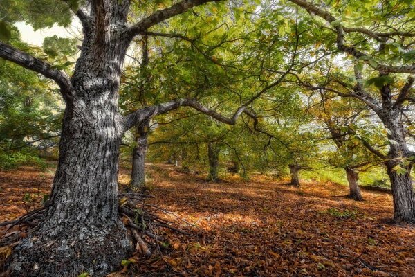 Landscape of coniferous trees whose roots are strewn with fallen leaves