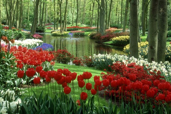 Tulipany park drzewa Przyroda