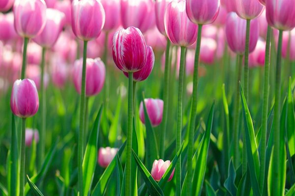 Leuchtend rosa Tulpen wachsen auf dem Feld