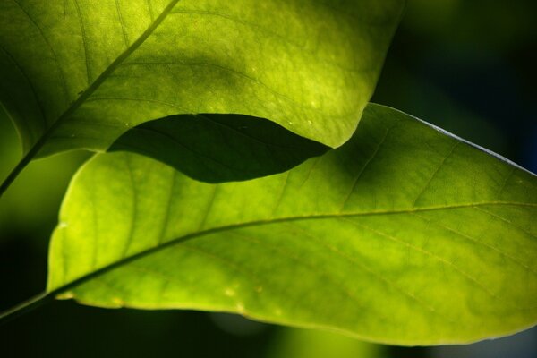 Planta na natureza, crescimento da folha