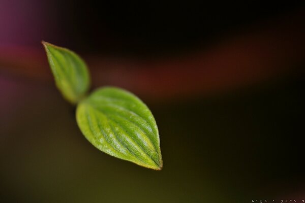 Das Blatt ist in der Natur in der Pflanze grün