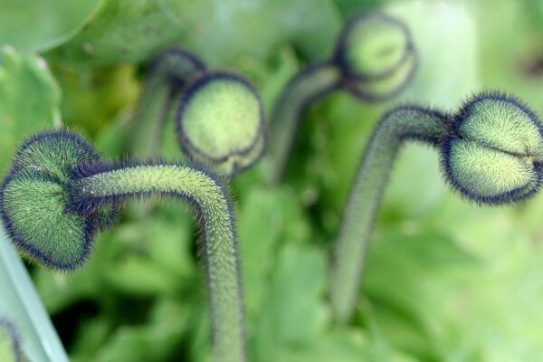 Gros plan d une plante inhabituelle