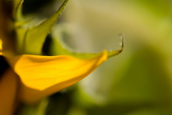 A yellow leaf of a plant against a foggy background