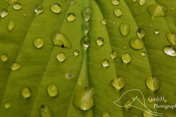 Water droplets on a green leaf