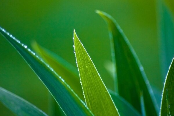 Leaves of green plants on a green background