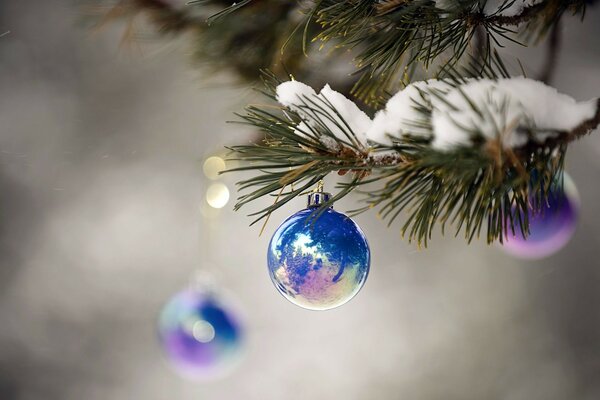 A snow-covered branch of a Christmas tree with blue Christmas balls