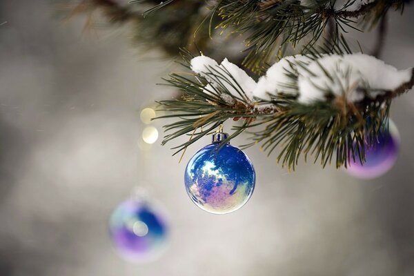 Ramo di albero di Natale innevato con palline di Natale blu