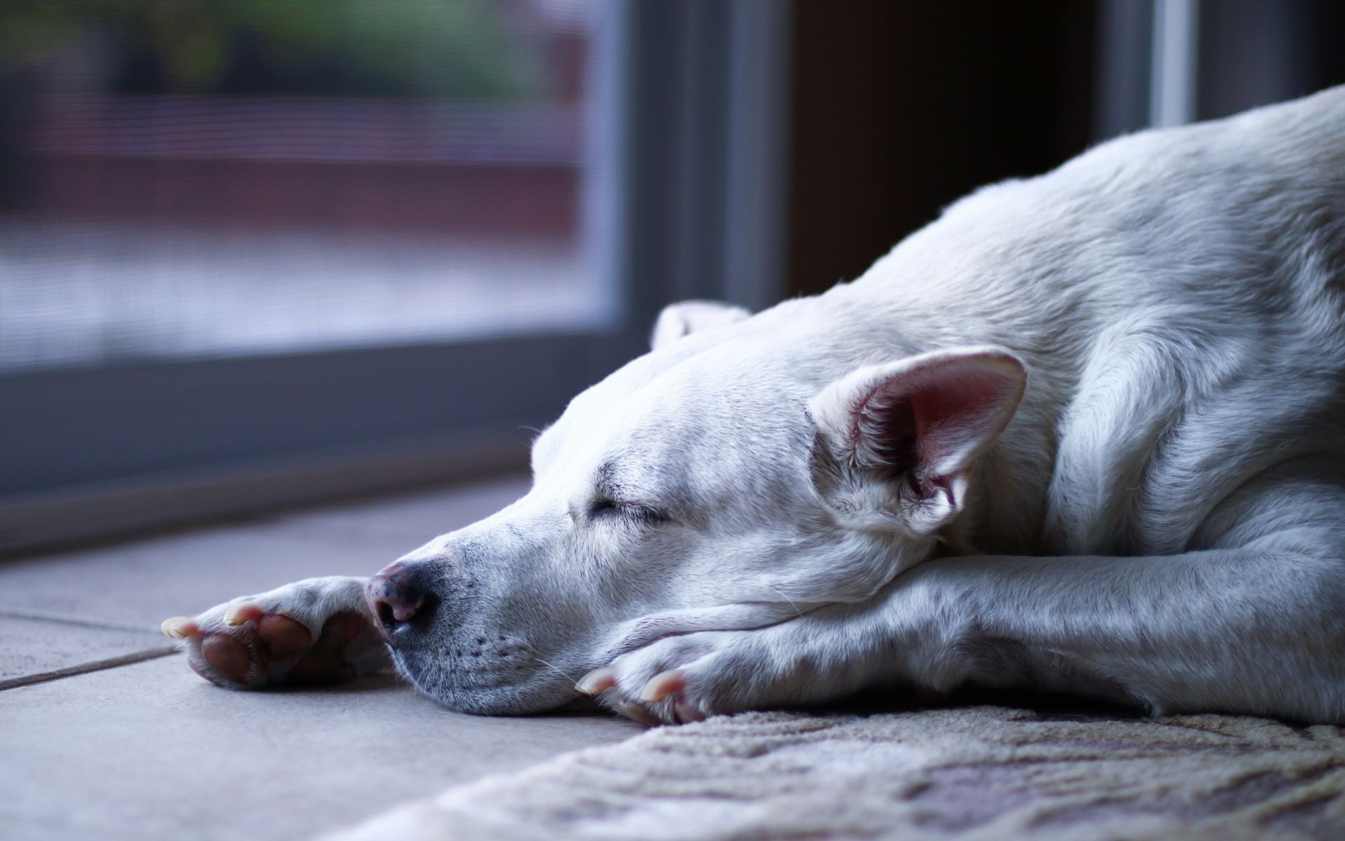 cani cane mammifero ritratto animale addestratore di cani animale domestico carino domestico cucciolo sonno natura singolo all aperto