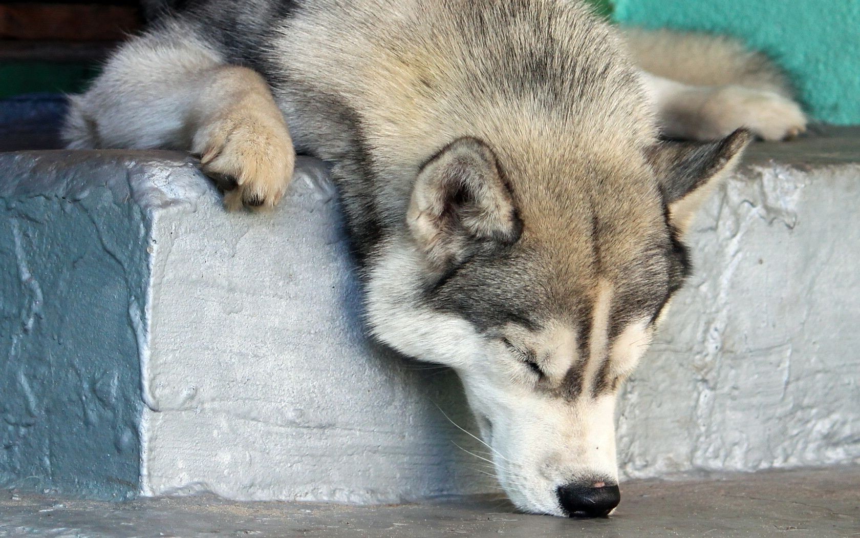 köpekler memeli hayvan köpek kürk yaban hayatı köpek eğitmeni hayvanat bahçesi sevimli doğa ayaz portre yırtıcı hayvan evde beslenen hayvan kurt vahşi göz gri kafa tarama