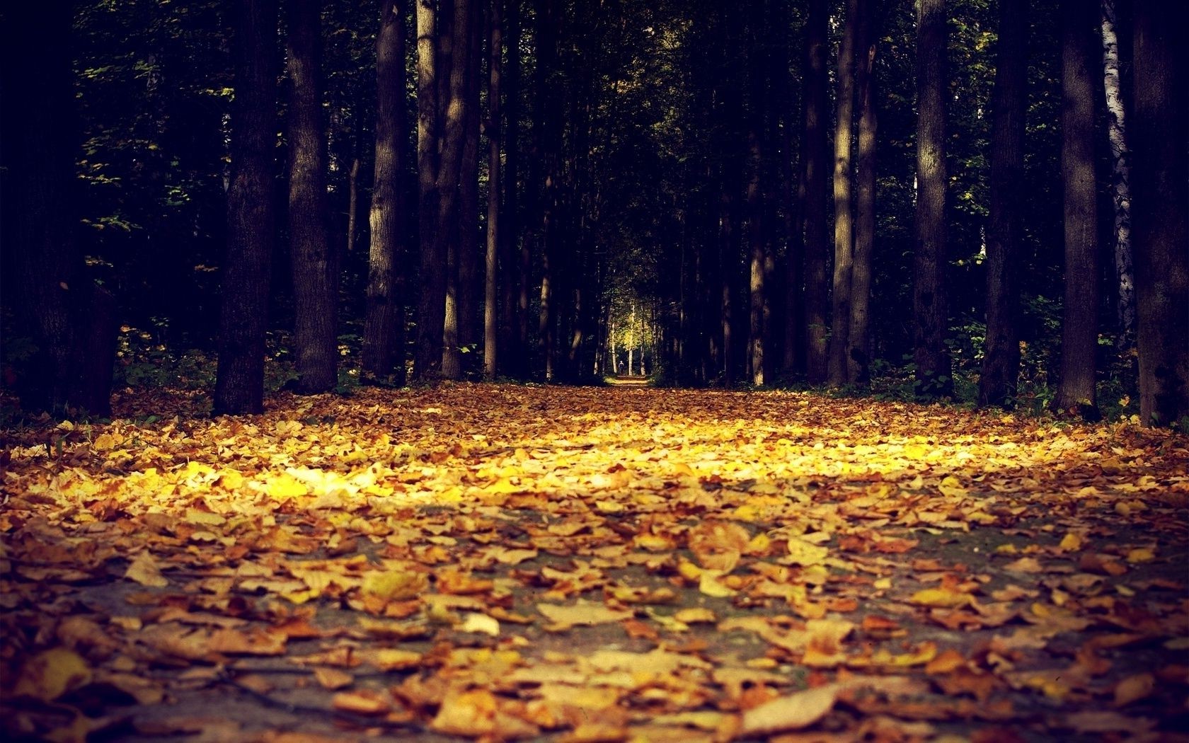 autumn wood fall tree nature leaf dawn light park outdoors landscape