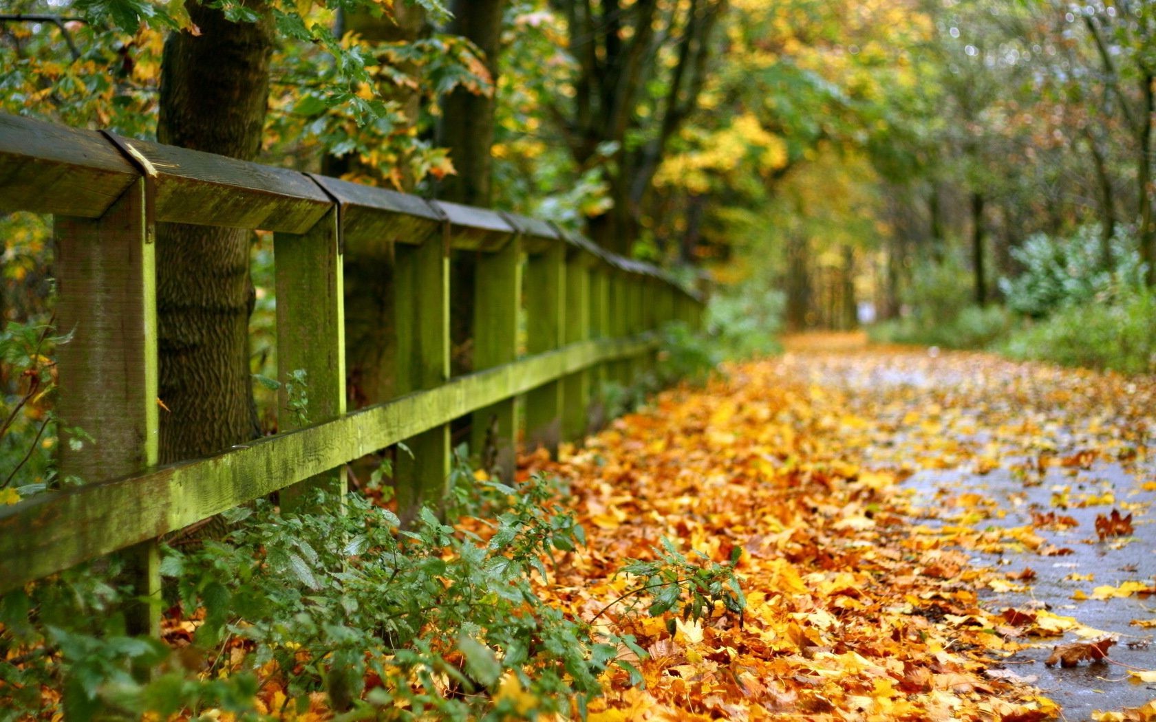 otoño otoño hoja madera naturaleza al aire libre árbol temporada parque jardín rural madera color paisaje campo