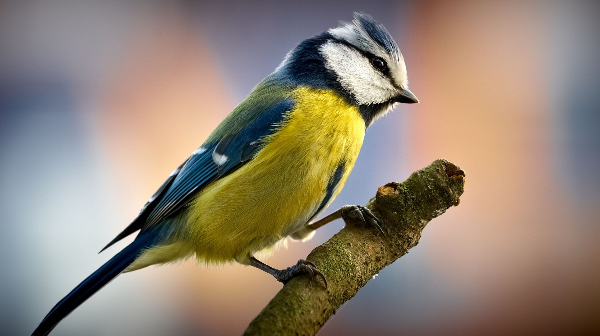 tiere vogel tierwelt tier flugzeug natur wenig