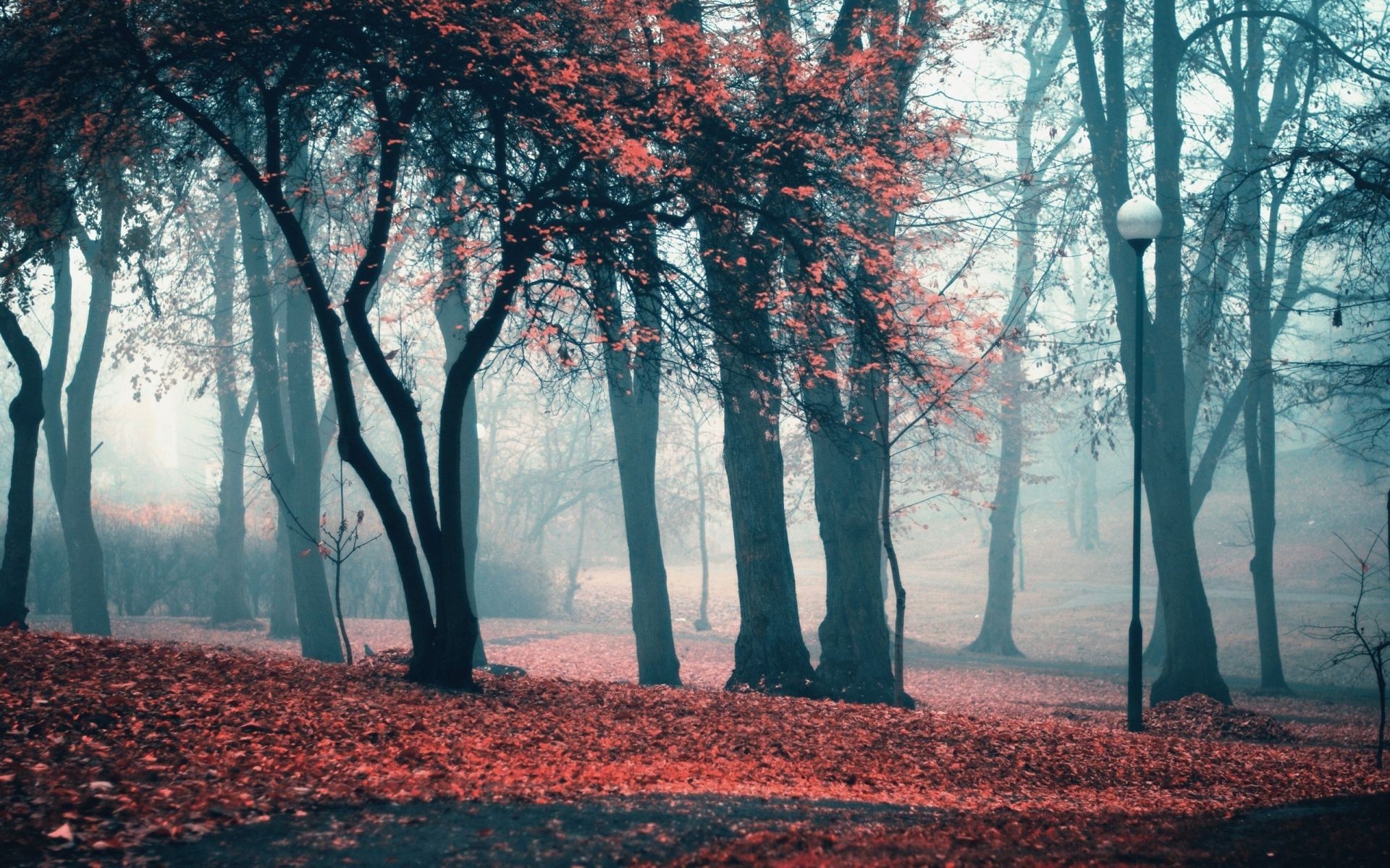 parcs arbre automne paysage brouillard aube bois parc saison feuille brouillard nature scénique branche à l extérieur météo hiver environnement paysage beau temps