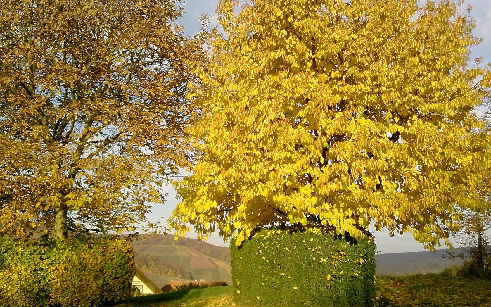 foglie autunno foglia albero stagione parco natura acero paesaggio legno ramo all aperto scena scenico luminoso oro paesaggio ambiente bel tempo colore