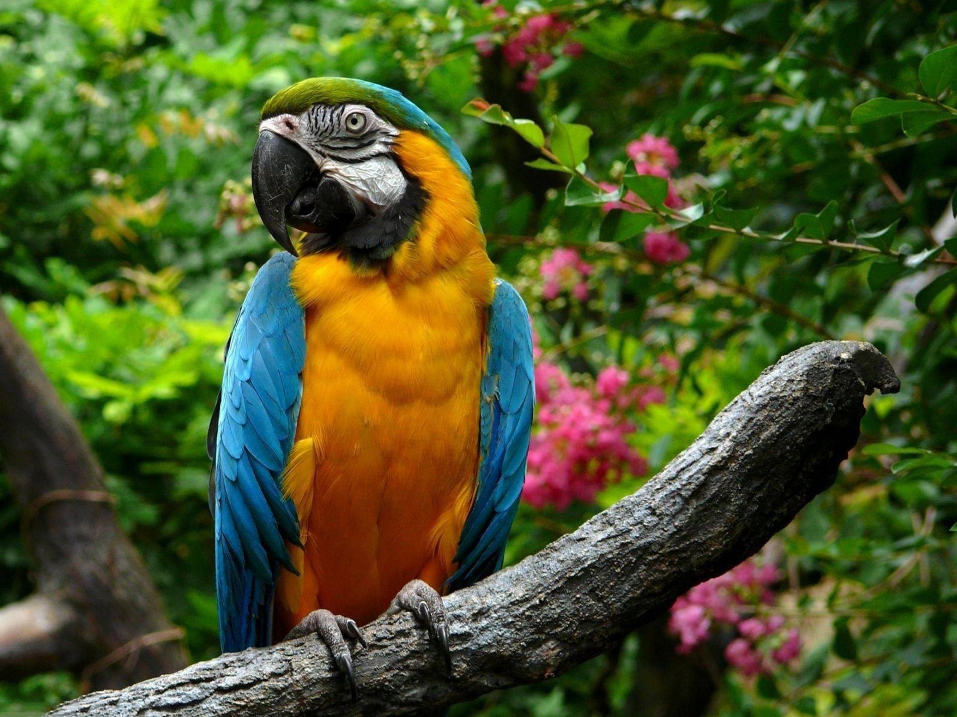 zwierzęta papuga ptak ara tropikalny zoo dzikiej przyrody natura dziki egzotyczne zwierzę skrzydło dziób