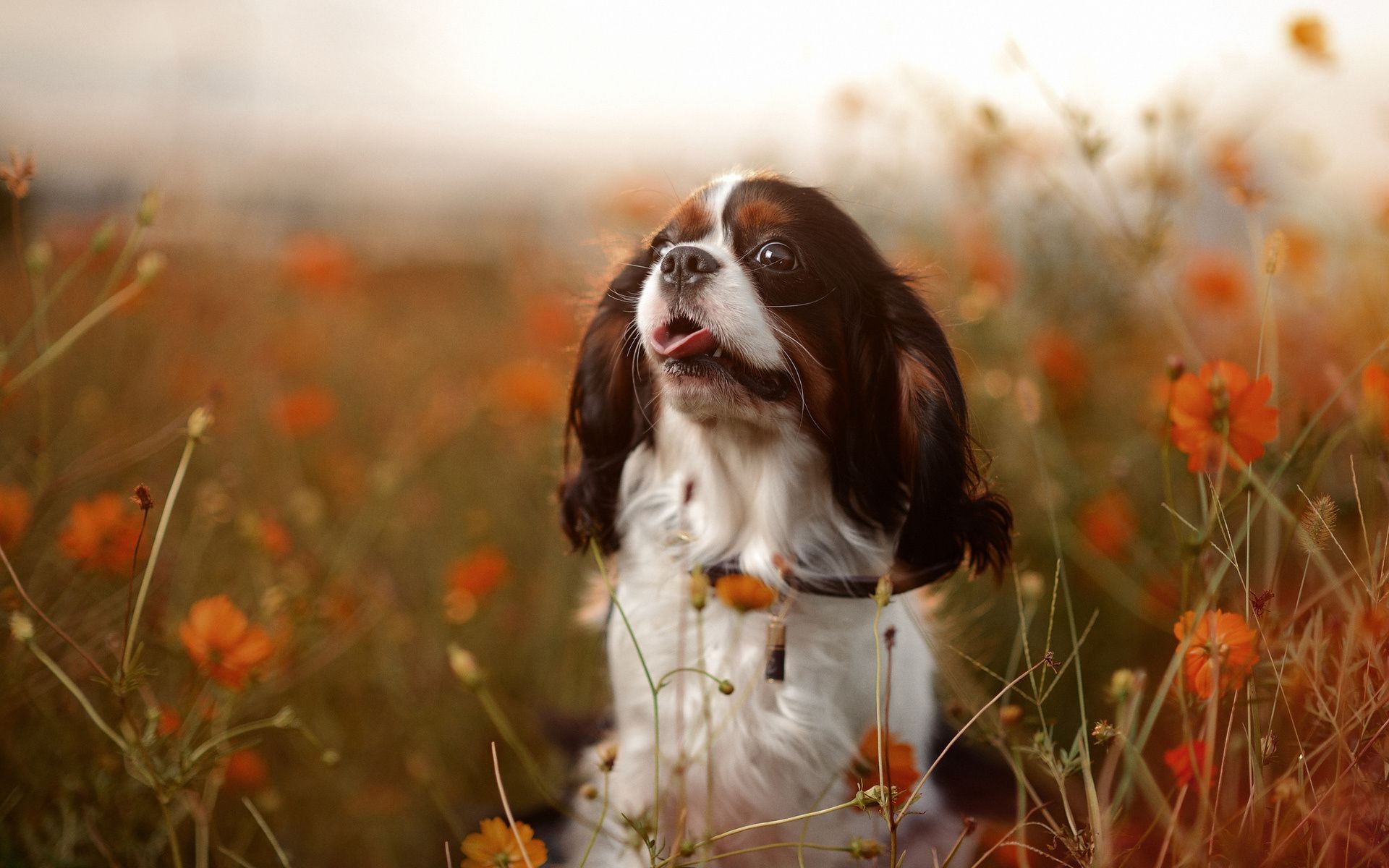 hunde natur gras hund feld tier im freien heuhaufen haustier niedlich