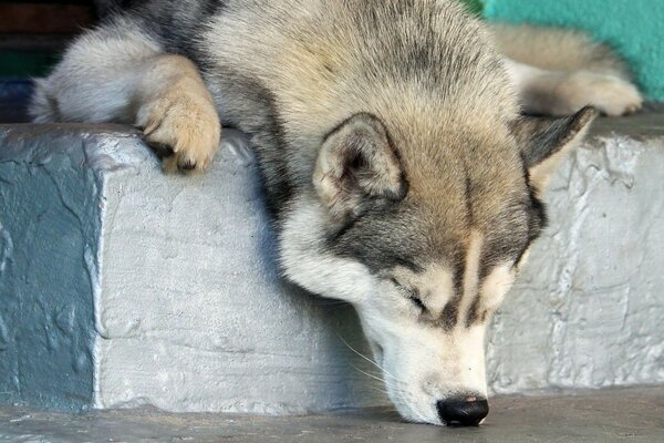 Le chien a enfoncé son nez dans le sol