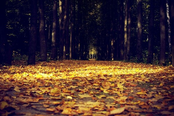 Hermosa caída de hojas en el camino en el bosque