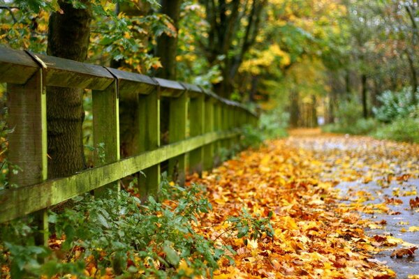 Paisaje de otoño dorado profundo