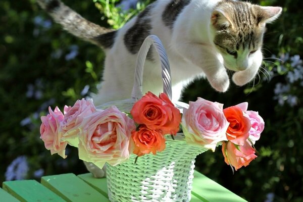 A basket of roses and a cat in a jump