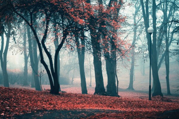 Park jesień Latarnia liście drzewa