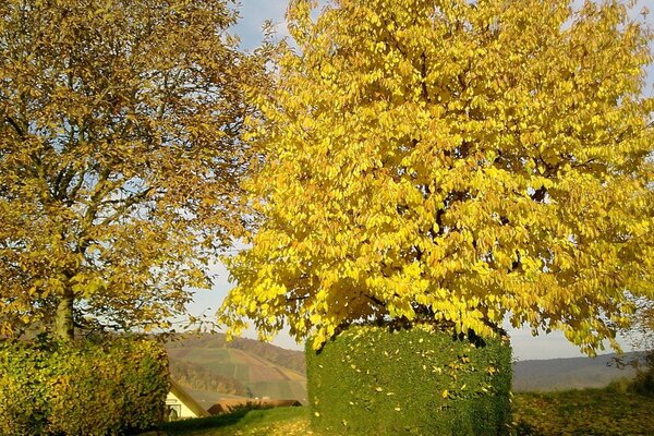 A tree with yellow leaves in autumn