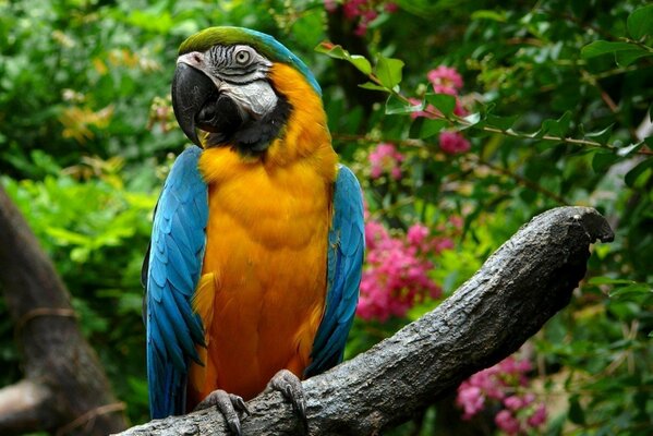 Perroquet coloré drôle sur une branche