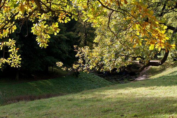 Feuilles jaunes sur chêne