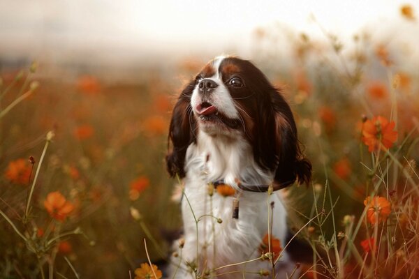 Perro en el campo con amapolas rojas