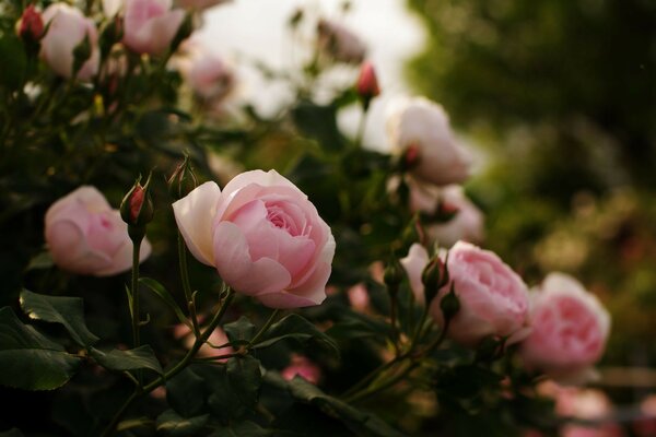 Pink roses in the garden. Garden flowers. Delicate flowers