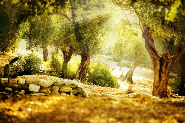 I raggi del sole si fanno strada attraverso il fogliame