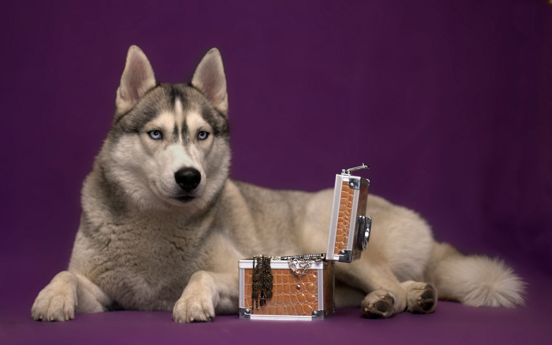 köpekler memeli evde beslenen hayvan köpek köpek eğitmeni sevimli portre hayvan cins köpek yavrusu yerli bir kürk safkan tarama küçük otur sevimli