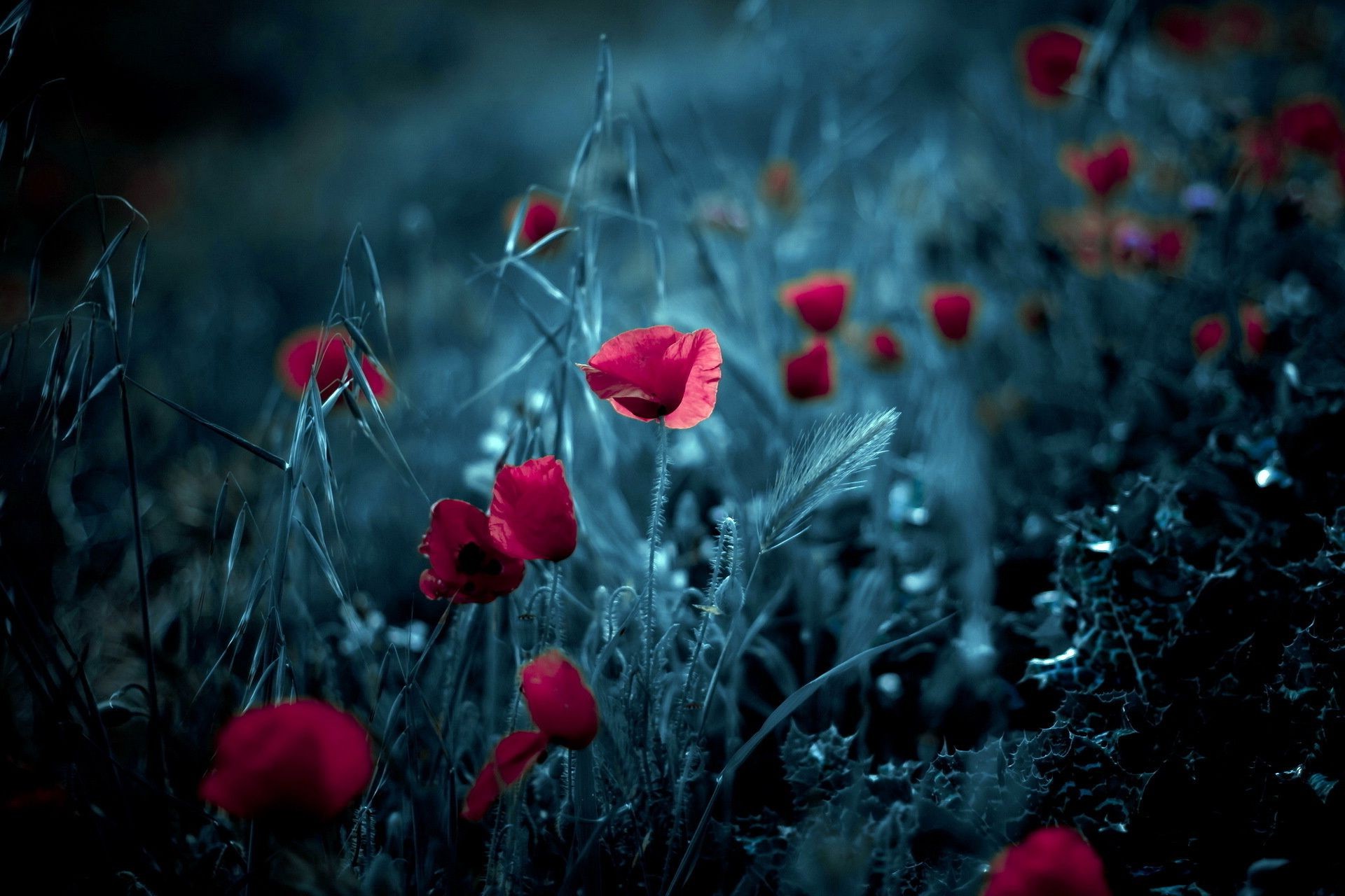 kwiaty poppy kwiat pole natura kolor flora ogród liść