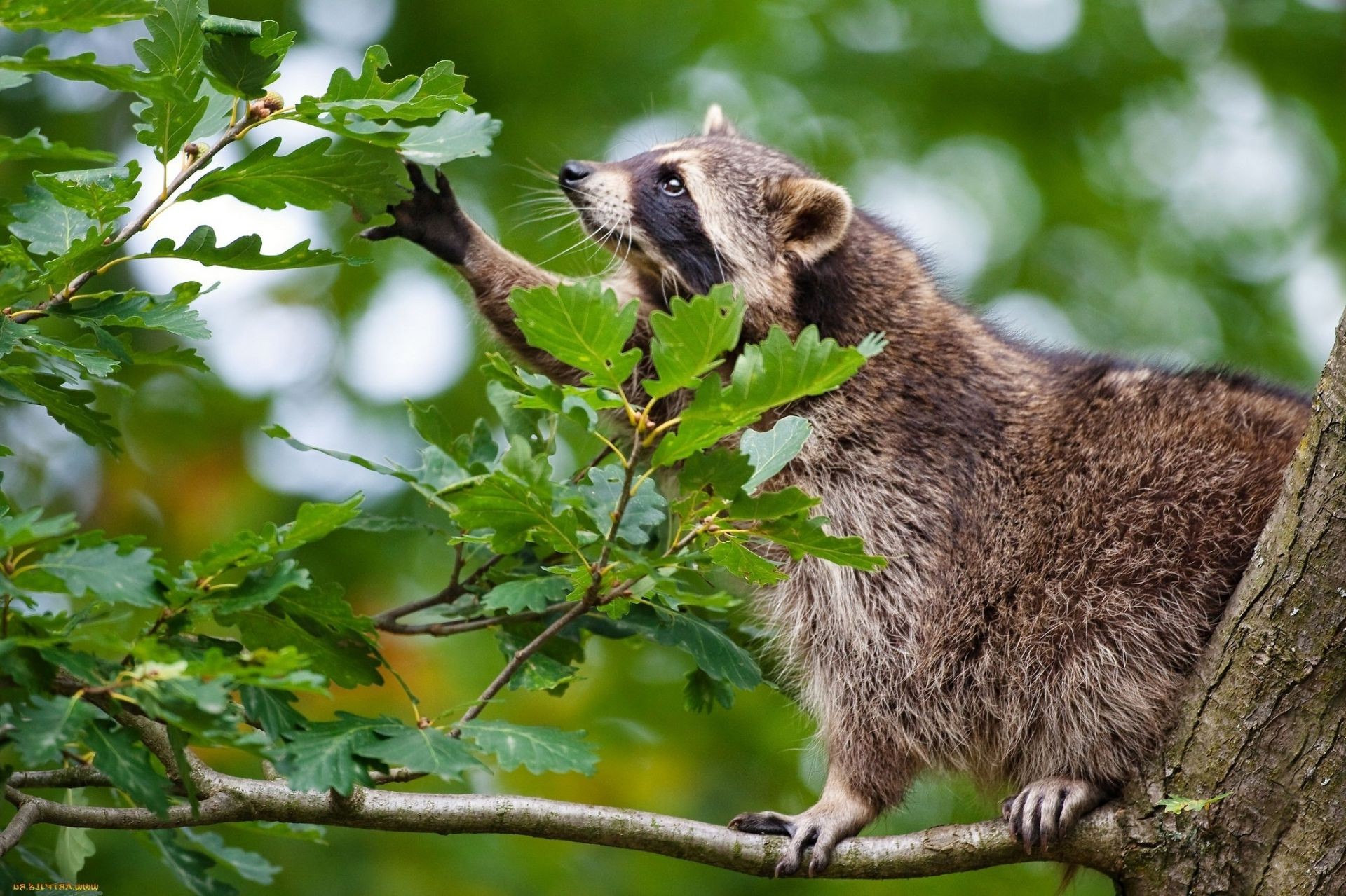 animaux faune mammifère nature sauvage animal arbre en plein air bois