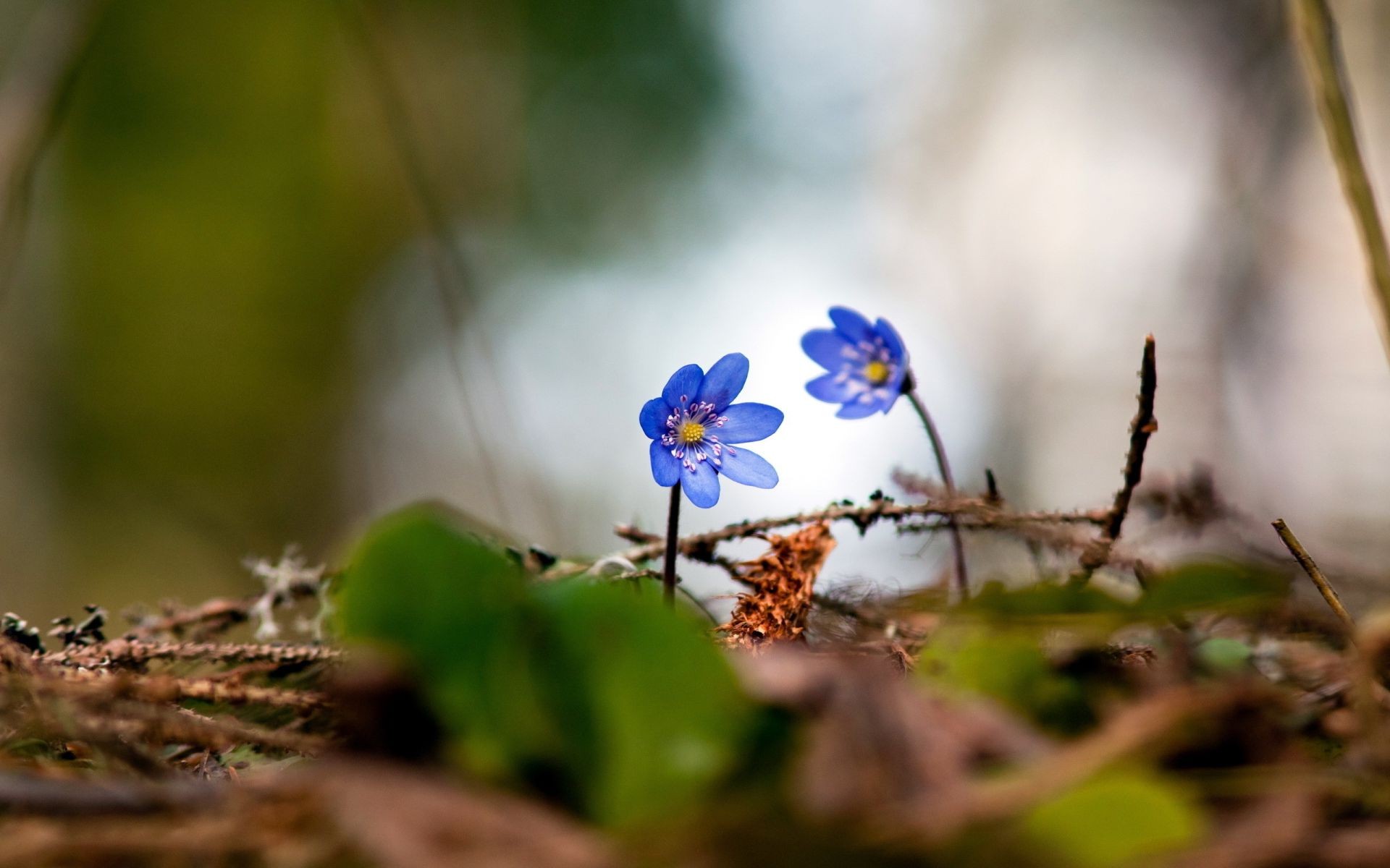 flowers nature flower leaf blur flora outdoors garden park close-up growth summer season wild color grass petal fair weather bright tree