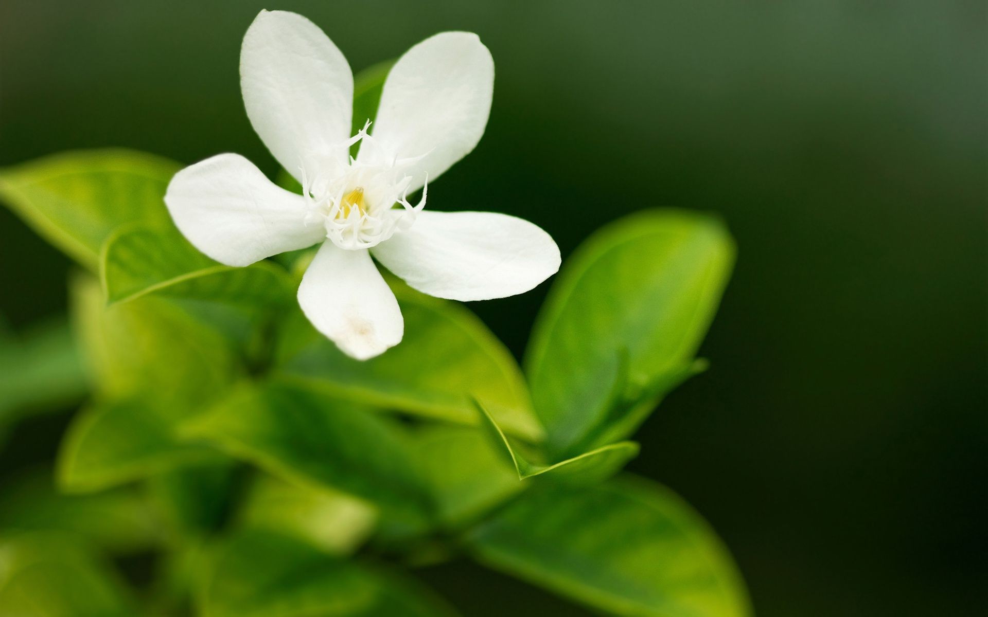 flowers leaf nature flora flower growth summer garden close-up bright blur