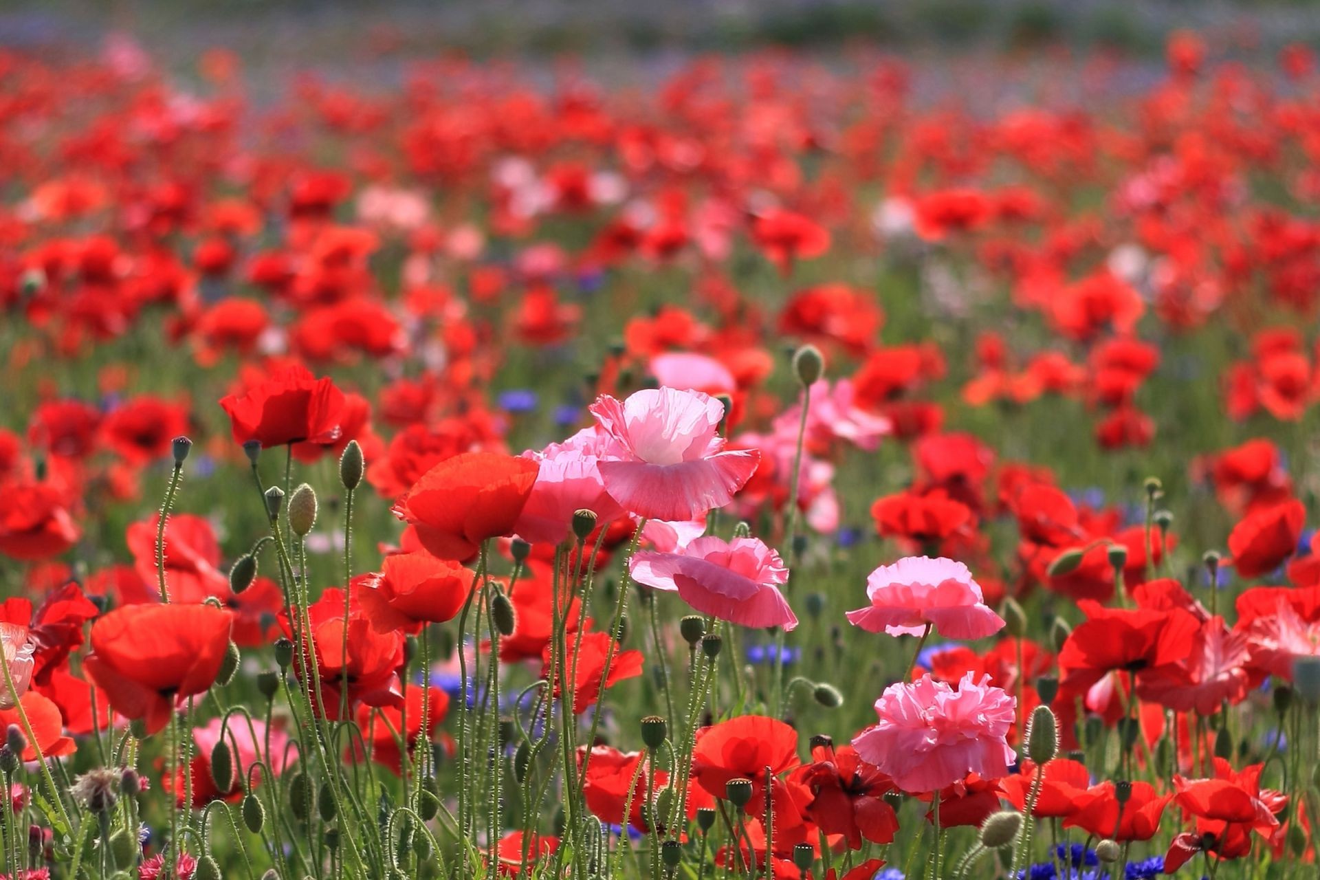 campo de flores poppy flor campo flora natureza rural verão crescimento blooming feno jardim ao ar livre floral pétala folha grama cor agricultura temporada