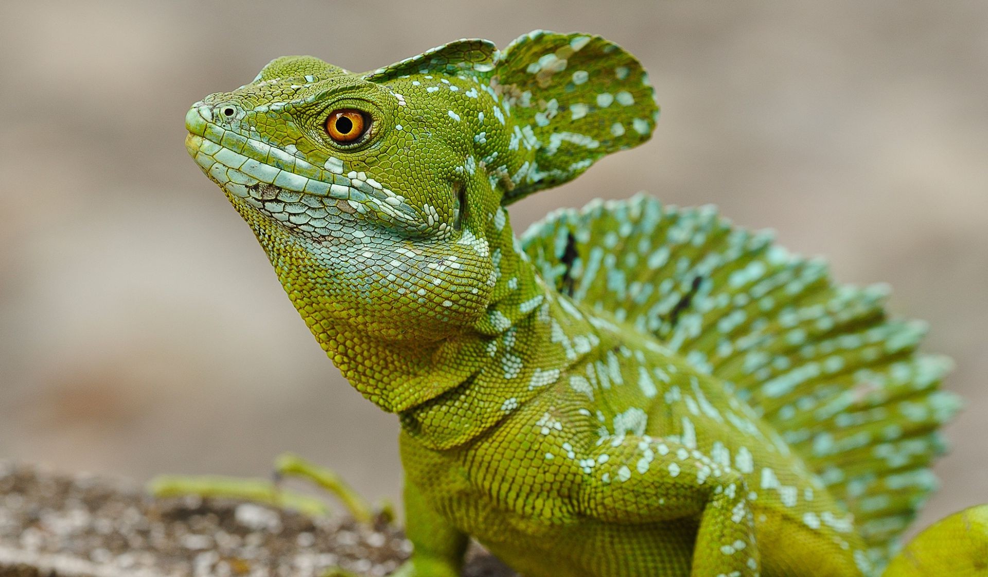 animais lagarto gadanha natureza vida selvagem dragão tropical animal camaleão gekko ao ar livre folha exótico selvagem animal de estimação camuflagem jardim zoológico