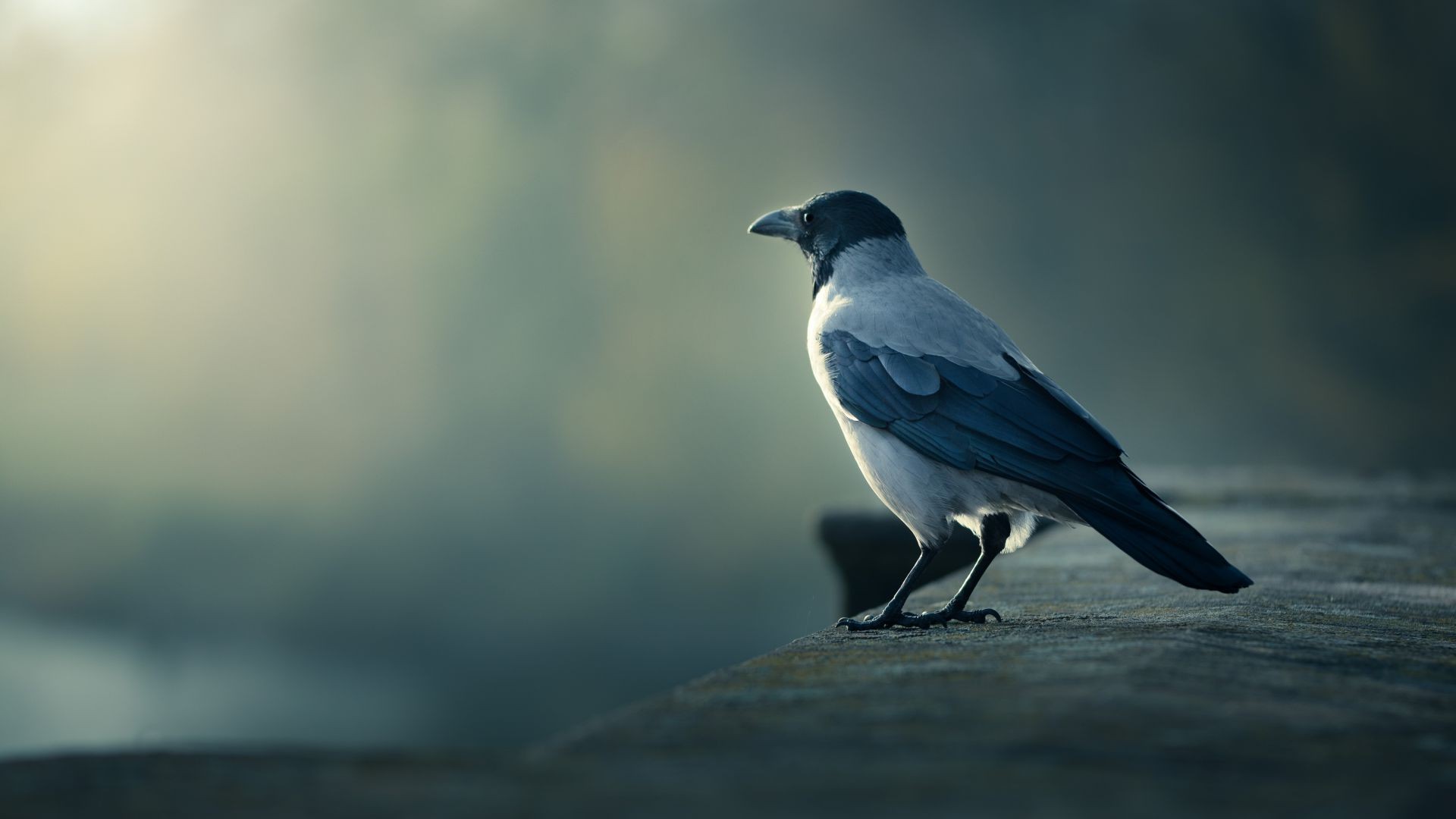 पशु पक्षी वन्य जीवन प्रकृति सड़क पर