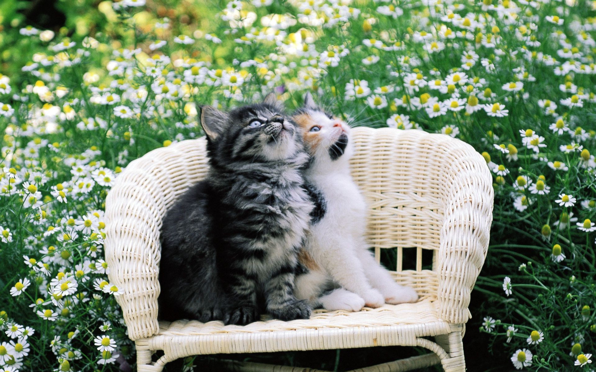 Котенок любит играть с цветами. Летний кот. Красивые котята. Лето животные. Котик в цветах.