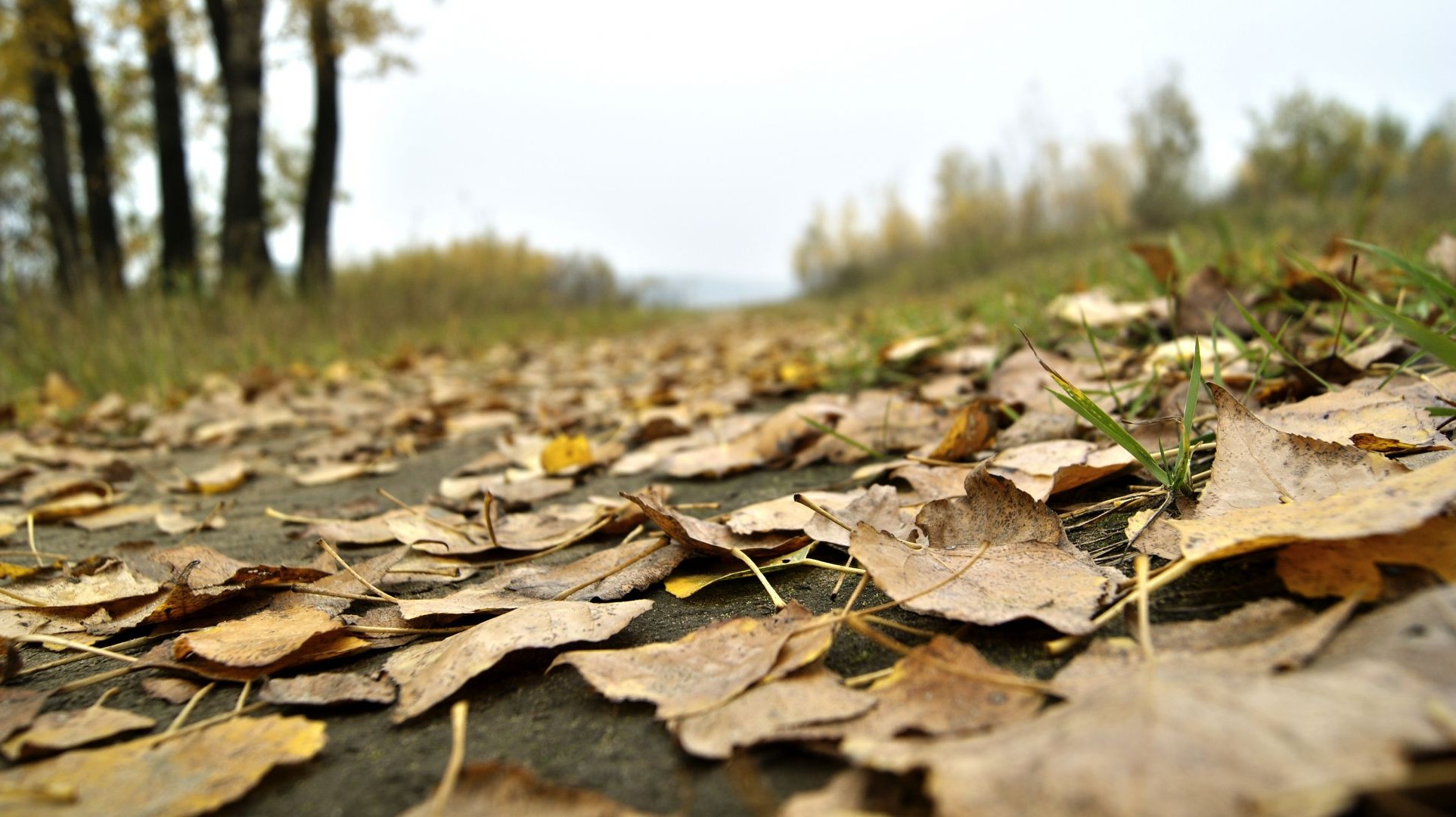 liście natura jesień liść drewna drzewo ziemia na zewnątrz pulpit środowisko krajobraz flora tekstura sezon sucha trawa park gleba kolor