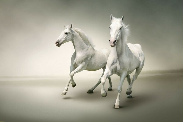 Los caballos blancos corren