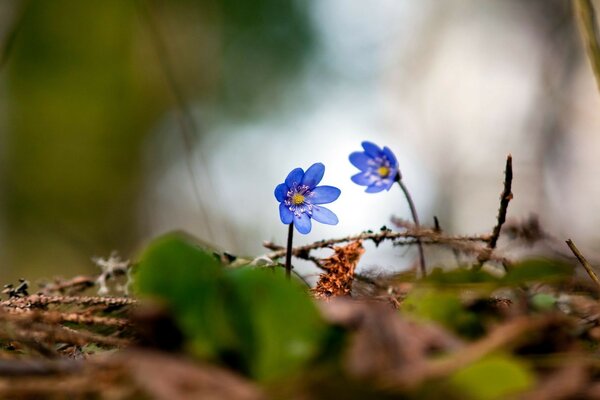 Makrofotografie. Die Blüten sind blau. Unschärfe