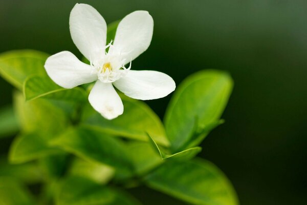 微距摄影。 一朵白花。 植物区系