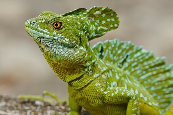 Amazing wildlife. The Green Lizard