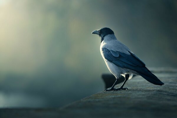 A lonely gray raven in nature