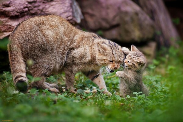 Dois gatos brincam um com o outro