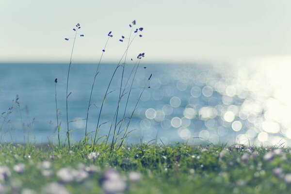 Belle photo de l herbe sur le fond de la mer