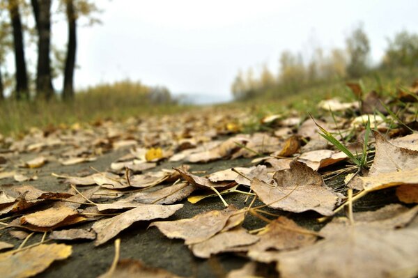 Natura autunnale colorata accanto a te